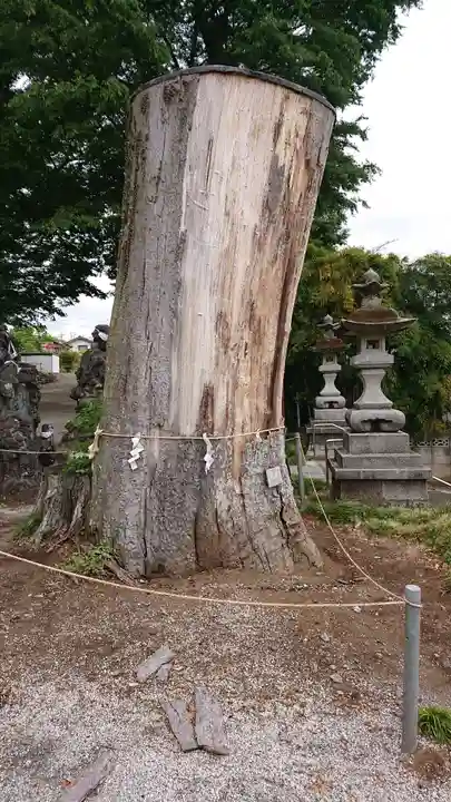 諏訪神社の自然