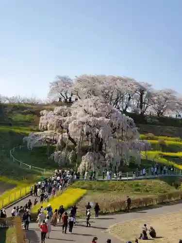 瀧桜神明宮(福島県)