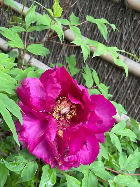 泥牛庵(神奈川県)