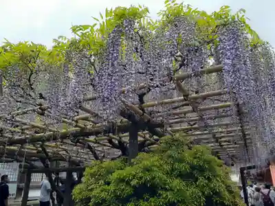 春日大社(奈良県)