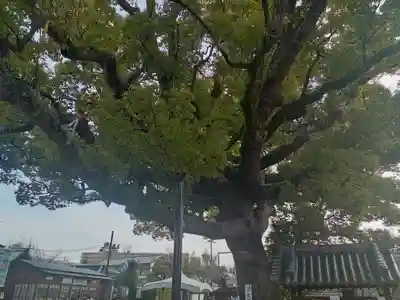 百舌鳥八幡宮(大阪府)