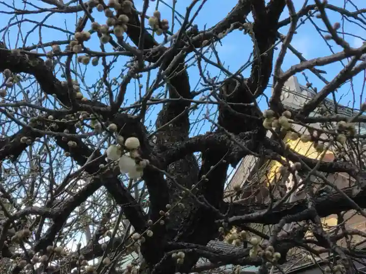 湯島天満宮(東京都)