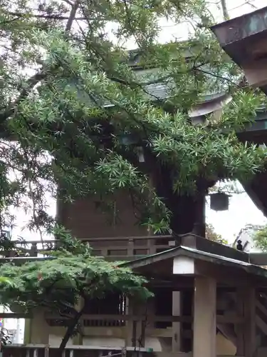 大井神社の本殿