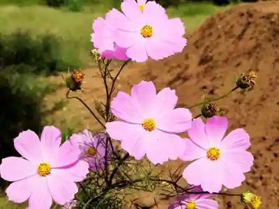 川崎氷川神社(埼玉県)