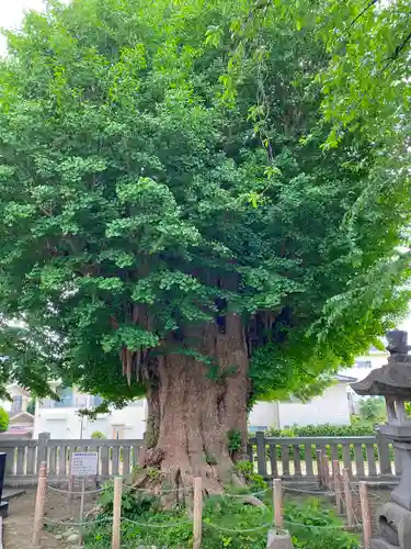 前橋八幡宮の自然