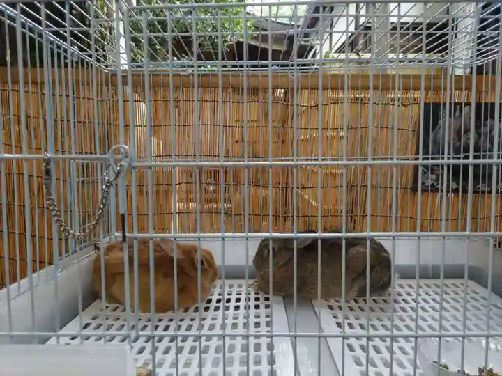 太子堂八幡神社の動物