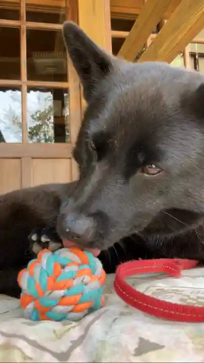 定林山 能成寺(山梨県)
