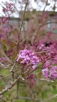 相馬神社(北海道)