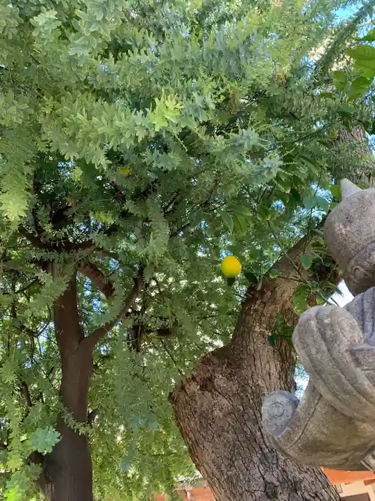 尼崎えびす神社の自然