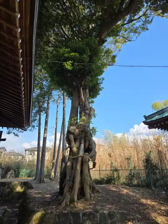 茶畑浅間神社(静岡県)