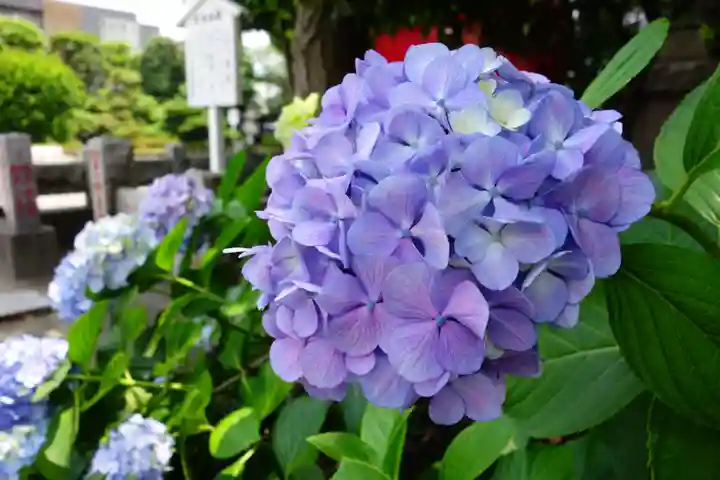 川崎大師(平間寺)の自然