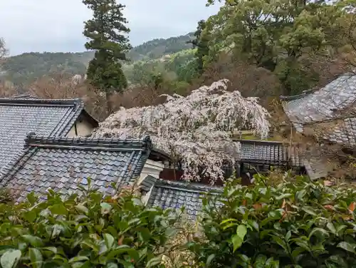 十輪寺(京都府)