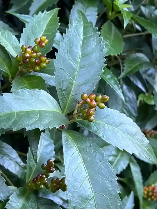 手力雄神社の自然