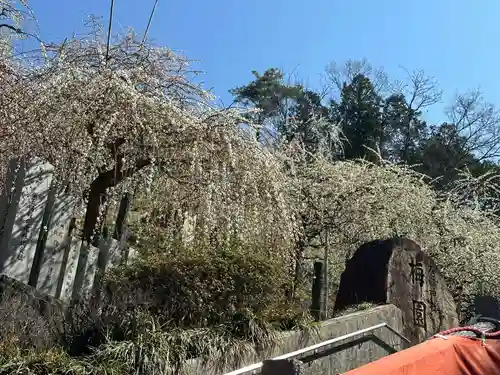 大縣神社の自然