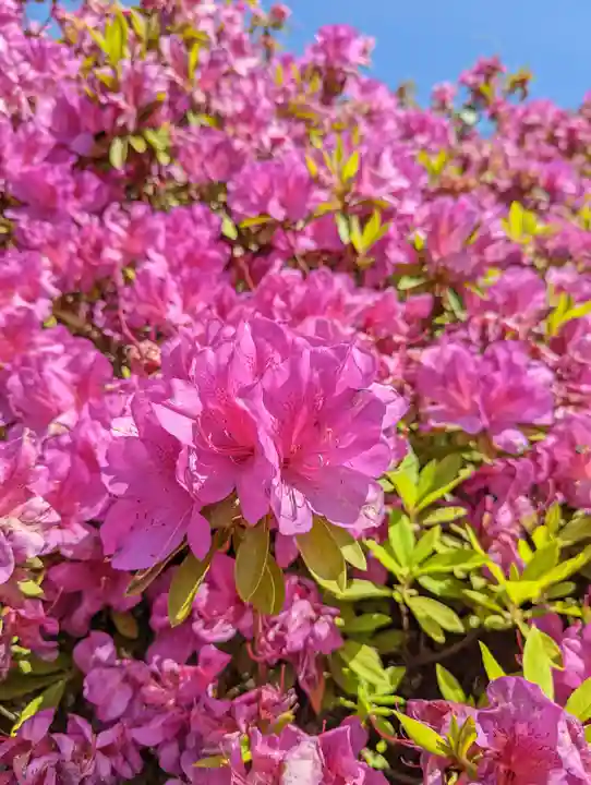 三室戸寺(京都府)