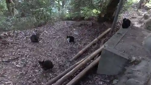 伏見稲荷大社の動物