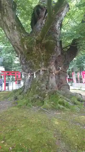 秩父今宮神社の自然