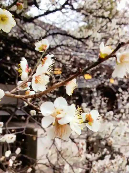 乃木神社(東京都)