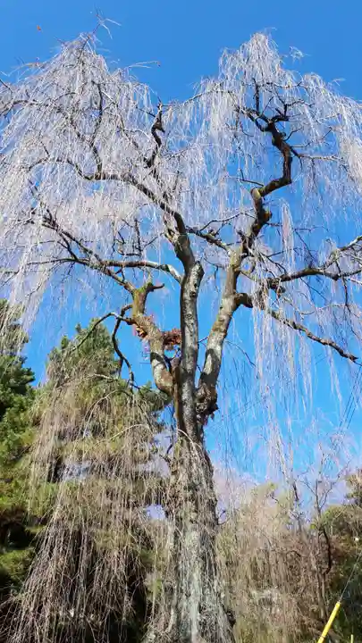 妙義神社の自然
