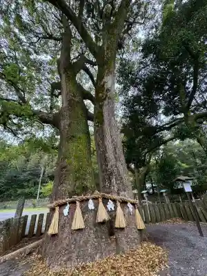 住吉神社の{uncategorized: "未分類", other: "その他", undefined: "問題あり", building: "その他建物", grave: "お墓", sacred_gate: "鳥居", guardian: "狛犬", statue: "像", buddha: "仏像", history: "歴史", nature: "自然", garden: "庭園", animal: "動物", pagoda: "塔", temizu: "手水舎", mountain_gate: "山門・神門", sanctuary: "本殿・本堂", subordinate: "末社・摂社", art: "芸術", scenery: "景色", jizo: "地蔵", ema: "絵馬", goshuin: "御朱印", omikuji: "おみくじ", items: "授与品その他", amulet: "お守り", goshuincho: "御朱印帳", eats: "食事", festival: "お祭り", votive_dance: "神楽", shichigosan: "七五三参", wedding: "結婚式", experience: "体験その他", initially: "初詣", around: "周辺", anti_infection: "感染症対策"}