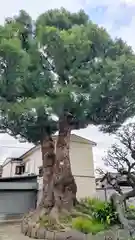 観音寺(東京都)