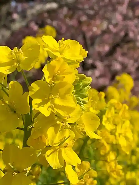 かっぱの寺 栖足寺の自然