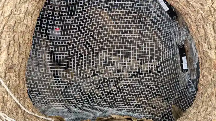 山王神社の自然