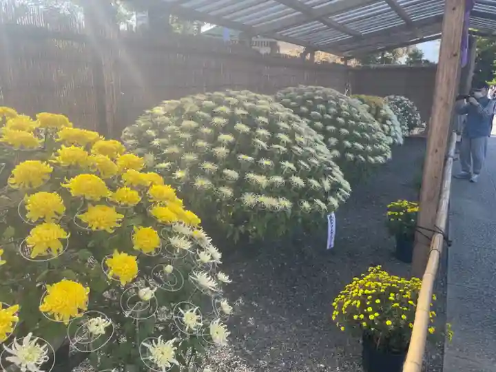 亀戸天神社の庭園