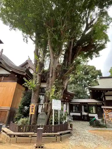 登渡神社の自然