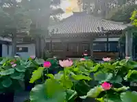 本堂前の蓮