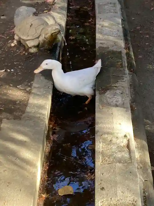 平塚八幡宮(神奈川県)