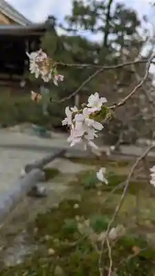妙蓮寺(京都府)