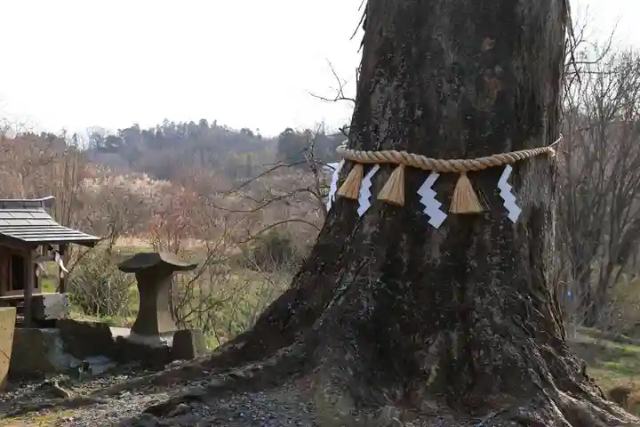 阿久津「田村神社」(郡山市阿久津町)旧社名:伊豆箱根三嶋三社の自然
