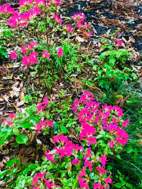 飯名神社の自然