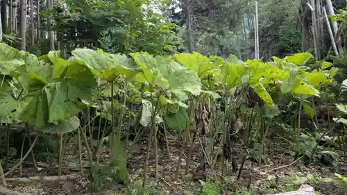 神社（洞爺湖中の島）の自然