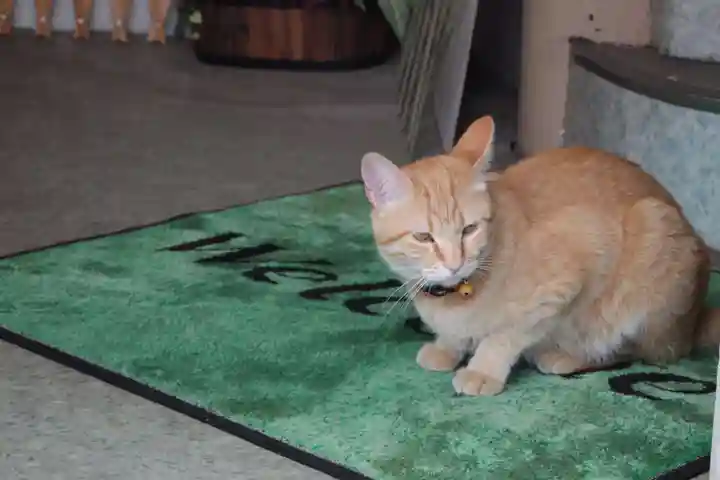 沼名前神社の動物
