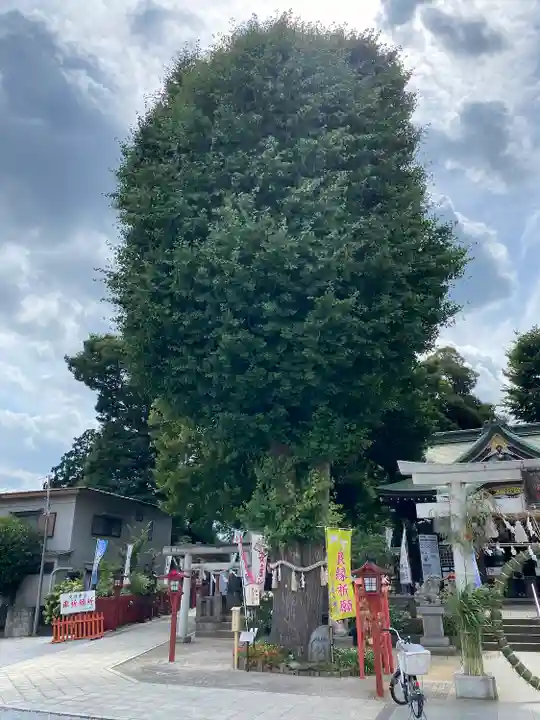 川越八幡宮の自然