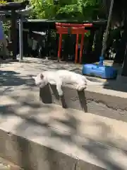 愛宕神社の動物