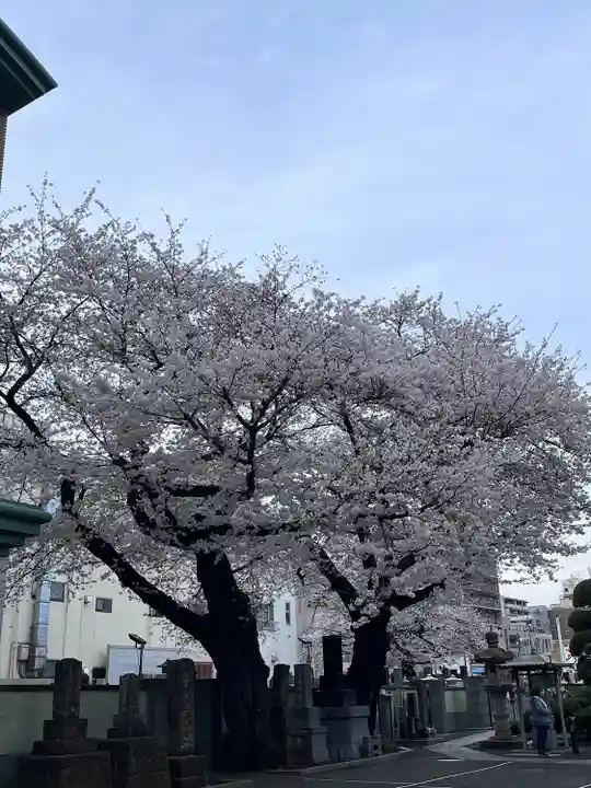 日蓮宗 浄運寺(東京都)