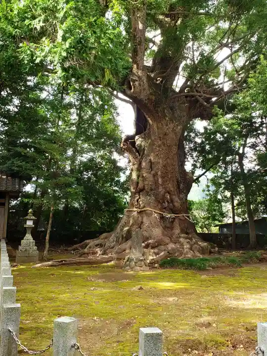 川津来宮神社の自然