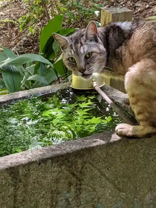 玉野御嶽神社の動物
