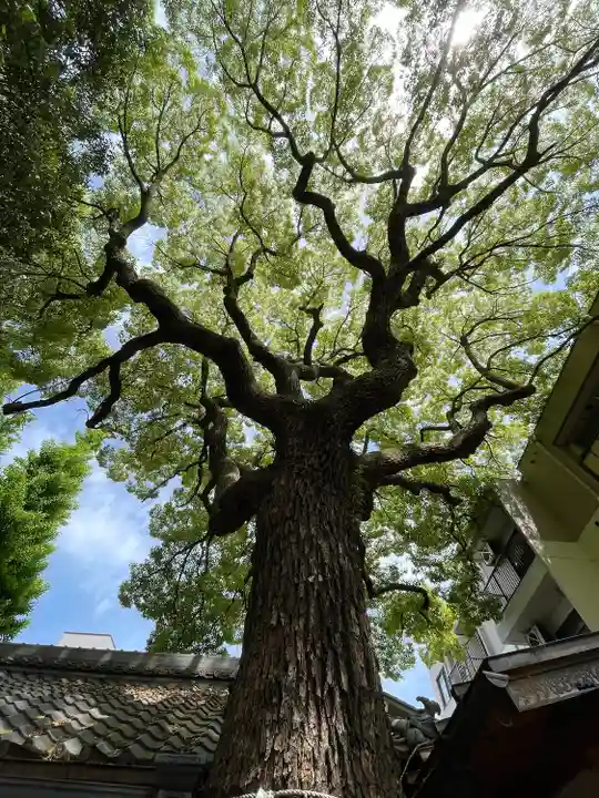 若一神社の自然