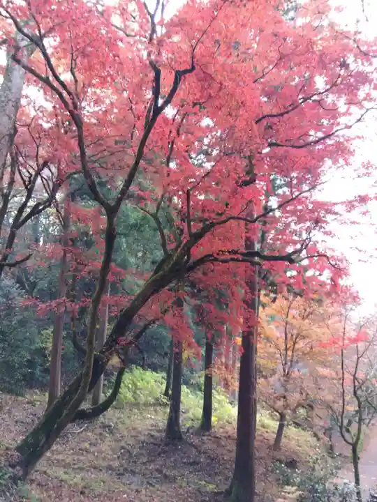 鶏足寺(滋賀県)