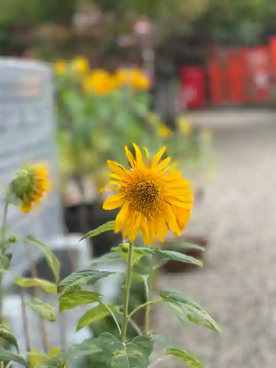 龍田大社の自然