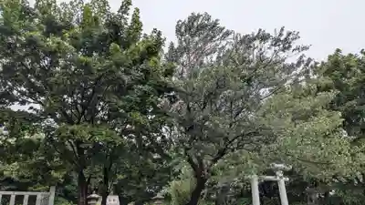 苫前神社の自然