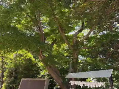 若宮八幡宮の{uncategorized: "未分類", other: "その他", undefined: "問題あり", building: "その他建物", grave: "お墓", sacred_gate: "鳥居", guardian: "狛犬", statue: "像", buddha: "仏像", history: "歴史", nature: "自然", garden: "庭園", animal: "動物", pagoda: "塔", temizu: "手水舎", mountain_gate: "山門・神門", sanctuary: "本殿・本堂", subordinate: "末社・摂社", art: "芸術", scenery: "景色", jizo: "地蔵", ema: "絵馬", goshuin: "御朱印", omikuji: "おみくじ", items: "授与品その他", amulet: "お守り", goshuincho: "御朱印帳", eats: "食事", festival: "お祭り", votive_dance: "神楽", shichigosan: "七五三参", wedding: "結婚式", experience: "体験その他", initially: "初詣", around: "周辺", anti_infection: "感染症対策"}