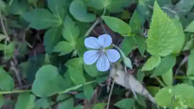 杉本神明神社の自然