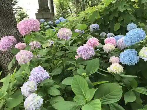 西野神社の自然