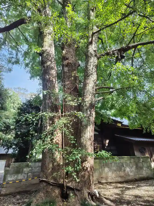 玉敷神社(埼玉県)