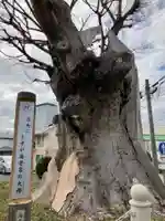 相模國分寺の自然